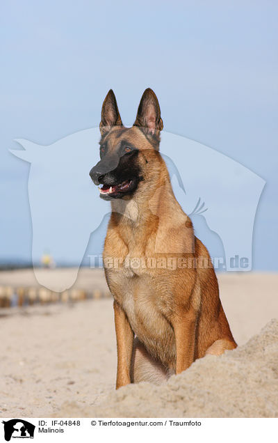 Malinois / Malinois / IF-04848