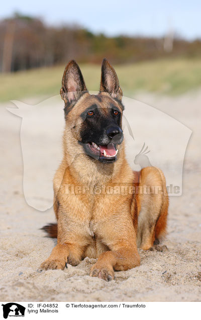 liegender Malinois / lying Malinois / IF-04852