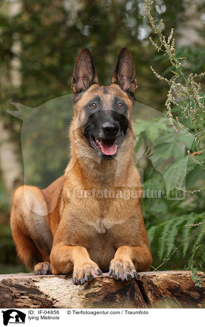 liegender Malinois / lying Malinois / IF-04856