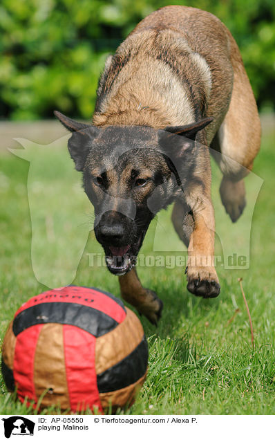 spielender Malinois / playing Malinois / AP-05550