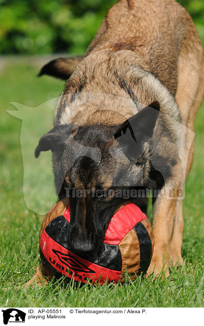 spielender Malinois / playing Malinois / AP-05551