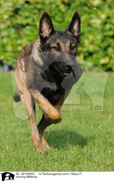rennender Malinois / running Malinois / AP-05553