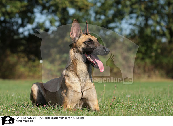 liegender Malinois / lying Malinois / KMI-02085