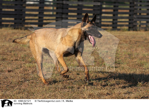 rennender Malinois / running Malinois / KMI-02121