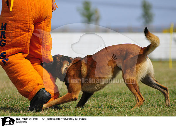 Malinois beim Schutzhundsport / Malinois / MEH-01198