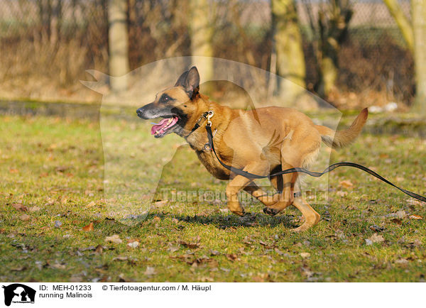 rennender Malinois / running Malinois / MEH-01233