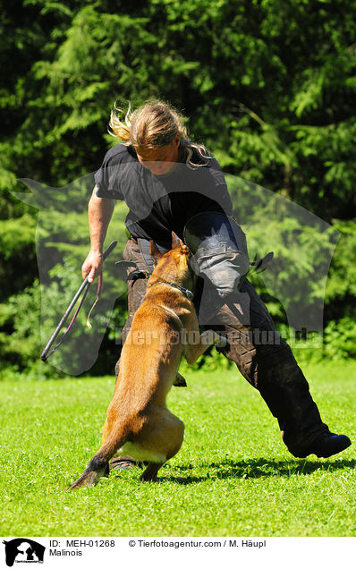 Malinois beim Schutzhundsport / Malinois / MEH-01268