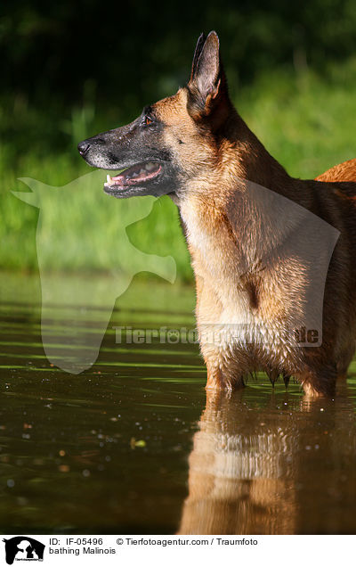 badender Malinois / bathing Malinois / IF-05496
