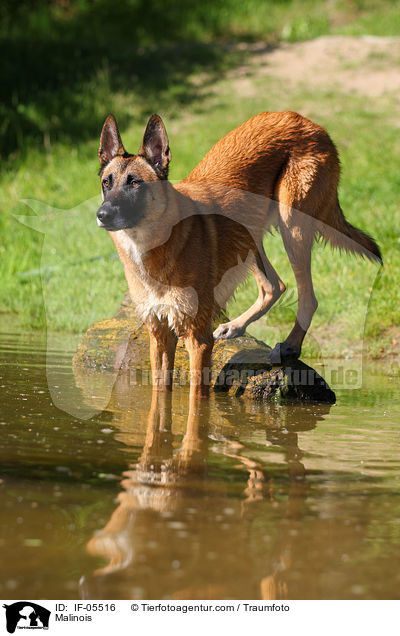 Malinois / Malinois / IF-05516
