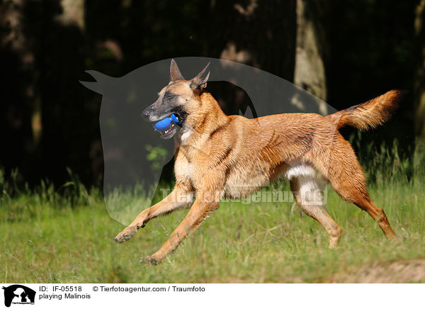 spielender Malinois / playing Malinois / IF-05518