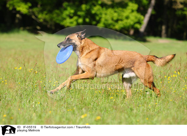 spielender Malinois / playing Malinois / IF-05519
