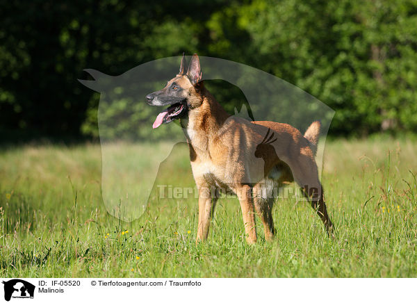 Malinois / Malinois / IF-05520