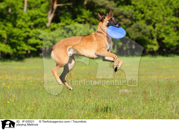 spielender Malinois / playing Malinois / IF-05521