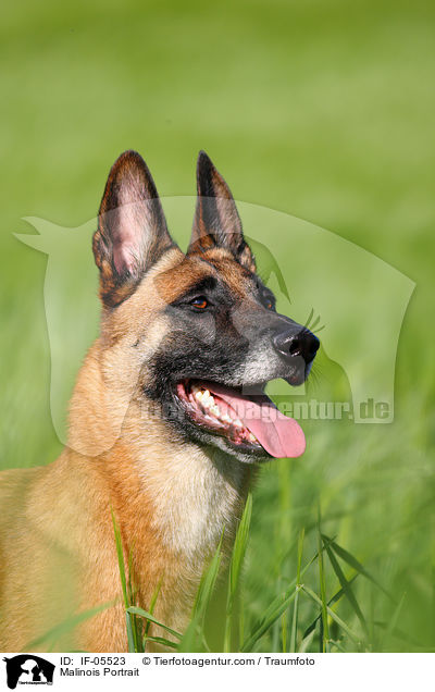 Malinois Portrait / Malinois Portrait / IF-05523