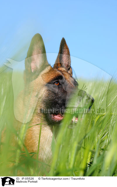 Malinois Portrait / Malinois Portrait / IF-05526