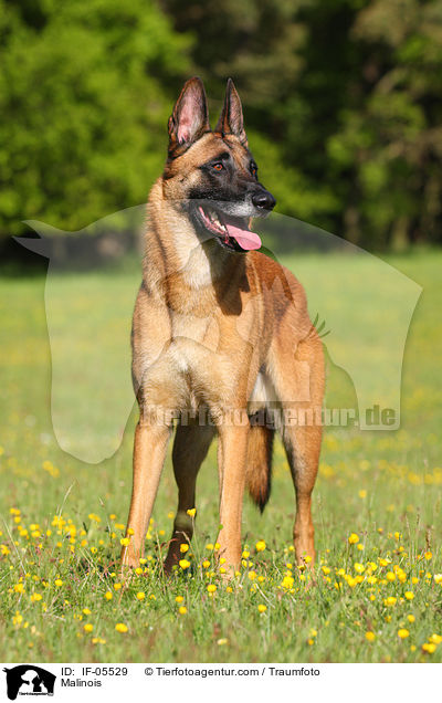 Malinois / Malinois / IF-05529