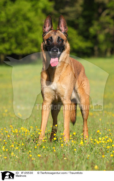 Malinois / Malinois / IF-05530