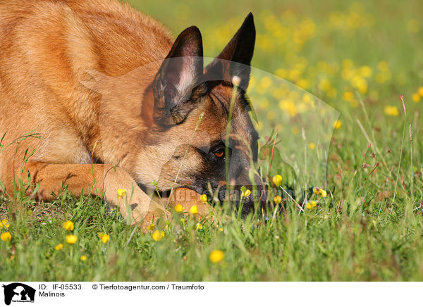 Malinois / Malinois / IF-05533