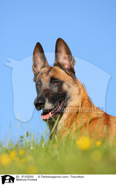 Malinois Portrait / Malinois Portrait / IF-05550