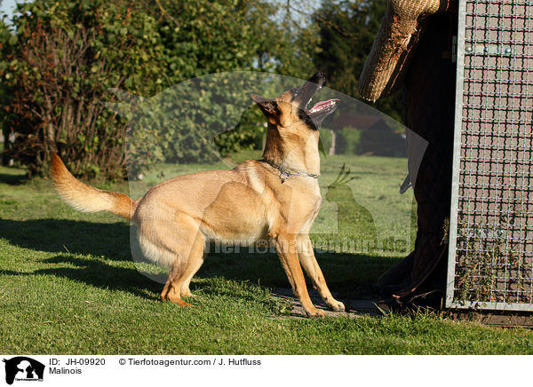 Malinois beim Schutzhundsport / Malinois / JH-09920