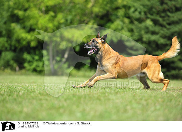 rennender Malinois / running Malinois / SST-07222