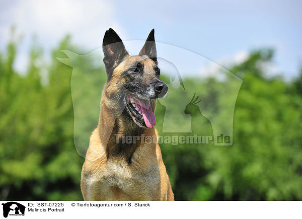 Malinois Portrait / Malinois Portrait / SST-07225