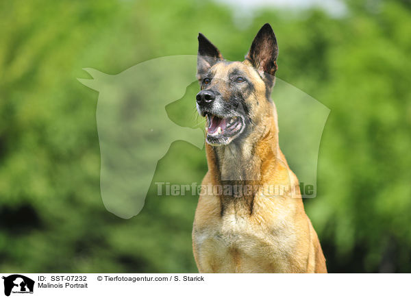 Malinois Portrait / Malinois Portrait / SST-07232