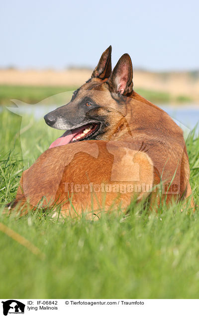 liegender Malinois / lying Malinois / IF-06842