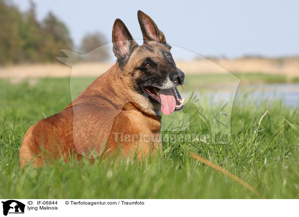 liegender Malinois / lying Malinois / IF-06844