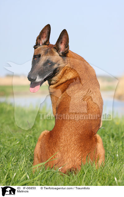 Malinois / Malinois / IF-06850