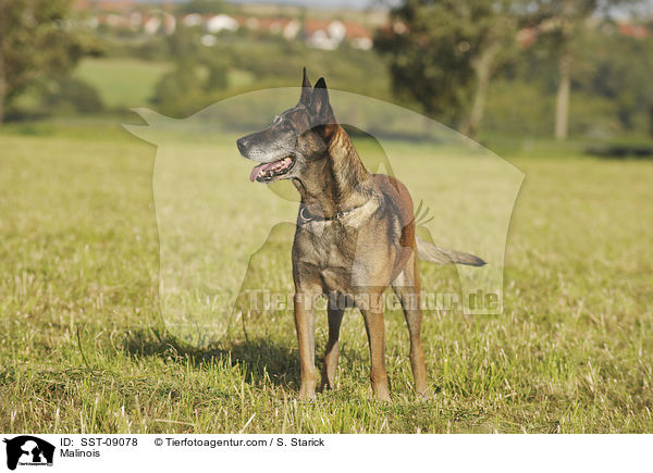 Malinois / Malinois / SST-09078