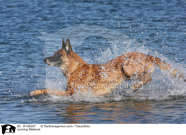 rennender Malinois / running Malinois / IF-08297