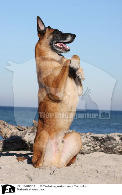 Malinois shows trick / IF-08307