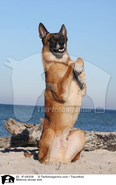Malinois macht Mnnchen / Malinois shows trick / IF-08308