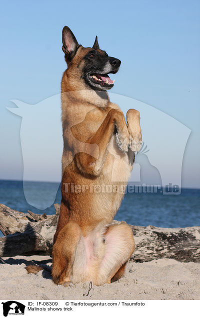 Malinois macht Mnnchen / Malinois shows trick / IF-08309