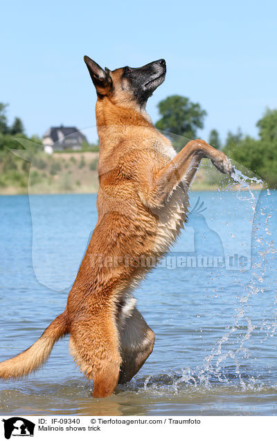 Malinois macht Mnnchen / Malinois shows trick / IF-09340