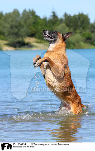 Malinois macht Mnnchen / Malinois shows trick / IF-09341