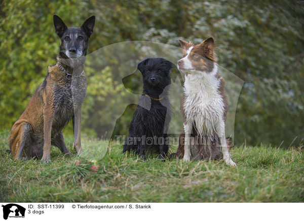 3 Hunde / 3 dogs / SST-11399