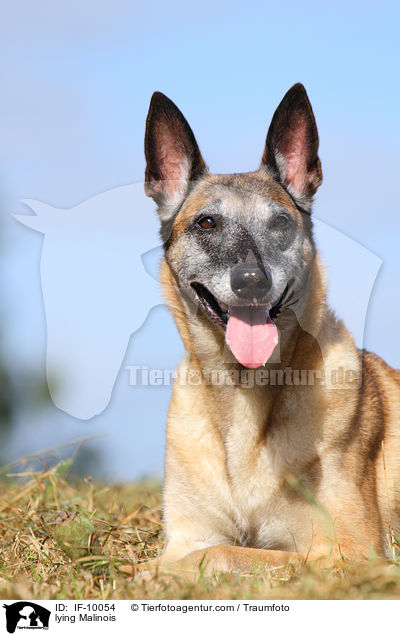 liegender Malinois / lying Malinois / IF-10054