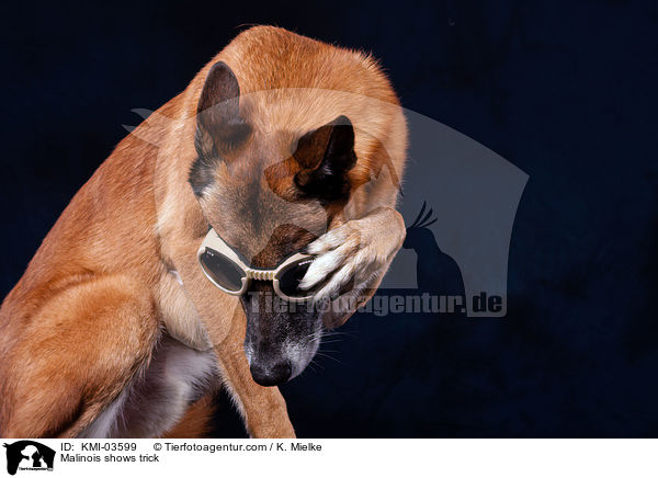 Malinois zeigt Trick / Malinois shows trick / KMI-03599