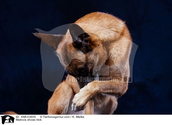 Malinois zeigt Trick / Malinois shows trick / KMI-03605
