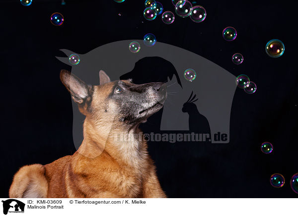 Malinois Portrait / Malinois Portrait / KMI-03609
