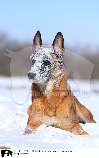 liegender Malinois / lying Malinois / IF-10273