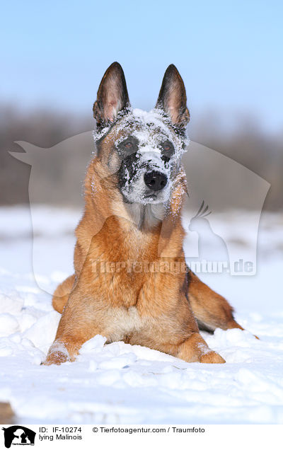 liegender Malinois / lying Malinois / IF-10274