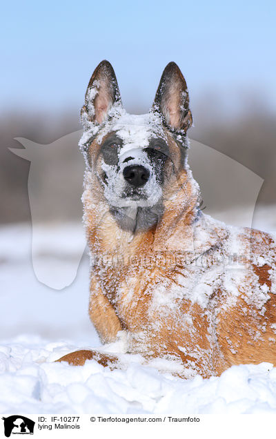 liegender Malinois / lying Malinois / IF-10277