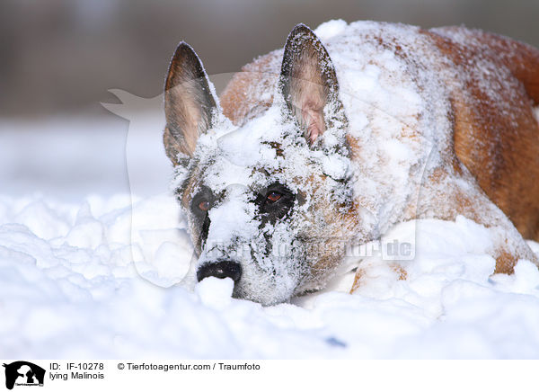 liegender Malinois / lying Malinois / IF-10278