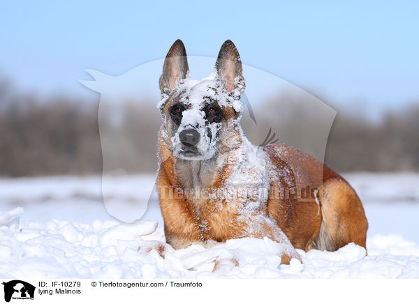liegender Malinois / lying Malinois / IF-10279