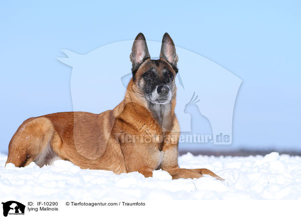 liegender Malinois / lying Malinois / IF-10290