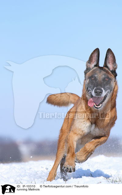 running Malinois / IF-10310