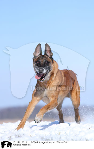 running Malinois / IF-10311